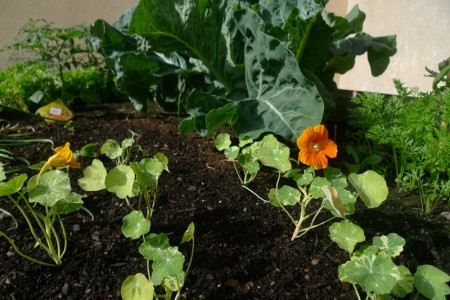 Potager en fleurs